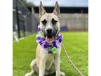 Adopt Riley a Shepherd, Husky