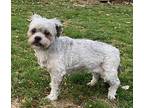 Maggie Shih Tzu Senior Female