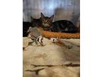 Cy Domestic Shorthair Kitten Male