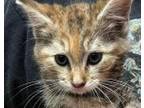 Pop Domestic Shorthair Kitten Male