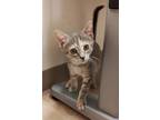 Chime (Peak Litter) Domestic Shorthair Kitten Female