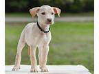 Amaretto Labrador Retriever Puppy Female