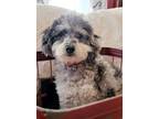 Adopt Jeffrey a Poodle, Affenpinscher