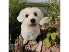 Alaska Bichon Frise Young Female