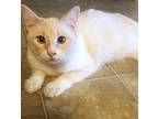 Oliver (male) Siamese Adult Male
