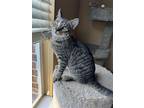 Adopt Hiro Hamada a Domestic Medium Hair, Tabby