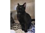 Lincoln Domestic Shorthair Young Male