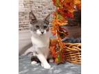 Sprout (C23-303) Domestic Shorthair Kitten Male
