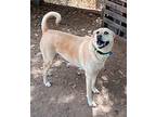 Stella in TEXAS Labrador Retriever Adult Female