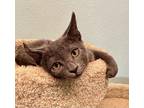 Radar Domestic Shorthair Kitten Male