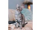 Bosch Domestic Shorthair Kitten Male