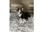 Patches Domestic Shorthair Kitten Female