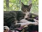 Chapps Domestic Shorthair Young Male