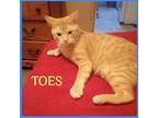 TOES Domestic Shorthair Young Male