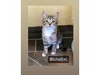 Mitchell Domestic Shorthair Kitten Male