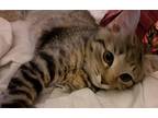 Simone (Bonded with Quentin) Domestic Shorthair Kitten Female