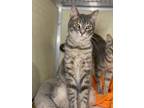 Chad Domestic Shorthair Young Male