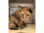 Empress Cleopatra of Pampa 57176 Domestic Mediumhair Adult Female