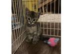 Juliana Domestic Shorthair Kitten Female