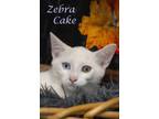 Zebra Cake (C23-281) Domestic Shorthair Kitten Male
