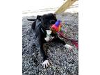 Princess American Pit Bull Terrier Adult Female