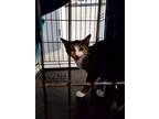 Snickerdoodle Domestic Shorthair Kitten Female