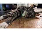 Loki 3yrs Domestic Shorthair Adult Male