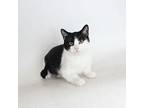 Catt Williams Domestic Shorthair Adult Male