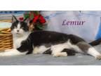 Lemur (C23-319) Domestic Shorthair Young Female