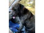 Bill CP LG in MS Irish Wolfhound Young Male