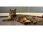 Nikki Domestic Shorthair Young Female