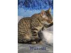 Wassail (C23-313) Domestic Shorthair Kitten Male
