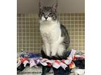 Hansel and Gretel Domestic Shorthair Kitten Male