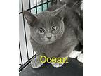 Ocean Domestic Shorthair Kitten Male