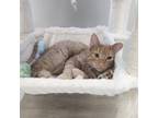 Adopt Jack a Domestic Short Hair