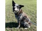 Adopt Elijah Heeler a Australian Cattle Dog / Blue Heeler