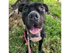 Adopt Finrir a Mastiff