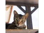 Adopt Freddy a Domestic Short Hair