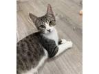 Adopt Luke (m) a Domestic Short Hair