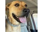 Adopt Apollo a Yellow Labrador Retriever, Pit Bull Terrier