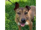 Adopt Austin a Rhodesian Ridgeback, American Staffordshire Terrier