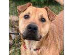 Adopt Bear a Black Mouth Cur, Great Dane