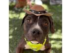 Adopt Cheeseburger a Staffordshire Bull Terrier, Boxer