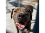 Adopt Choco a Tosa Inu, Pit Bull Terrier