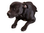 Adopt Sebastian a Pit Bull Terrier, Labrador Retriever