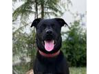 Adopt Toothless a Black Labrador Retriever, Patterdale Terrier / Fell Terrier