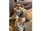 Adopt Finny & Mariah a Maine Coon, Tortoiseshell