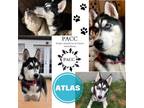 Adopt Atlas a Siberian Husky