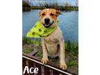 Adopt Ace a Australian Cattle Dog / Blue Heeler