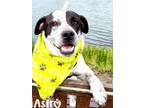 Adopt Astro a Australian Cattle Dog / Blue Heeler
